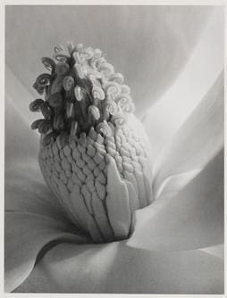 Imogen Cunningham, born 1883, Magnolia Blossom, Tower of Jewels, 1925,Gelatin silver print, 13 5/8 in. x 10 1/2 in.,Collection of the Akron Art Museum