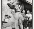 Dog in Sunglasses, NYC