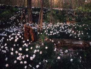 Robert Glenn Ketchum (Los Angeles, California, 1947 - ) CVNRA #397, from the Federal Lands series 1987 Cibachrome print 24 x 30 in. (61.0 x 76.2 cm) Collection of the Akron Art Museum Purchased with funds from The GAR Foundation 1989.14 © Robert Glenn Ketchum