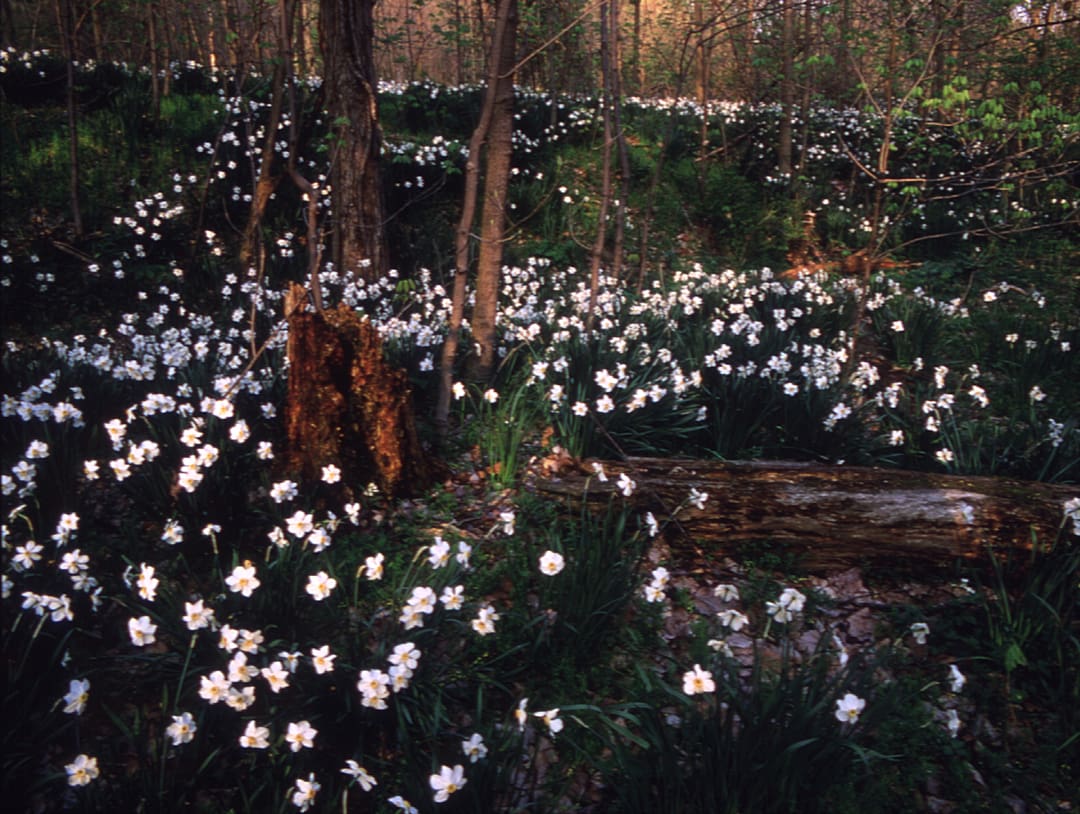 Robert Glenn Ketchum (Los Angeles, California, 1947 - ) CVNRA #397, from the Federal Lands series 1987 Cibachrome print 24 x 30 in. (61.0 x 76.2 cm) Collection of the Akron Art Museum Purchased with funds from The GAR Foundation 1989.14 © Robert Glenn Ketchum