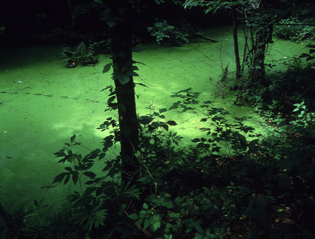 Robert Glenn Ketchum (Los Angeles, California, 1947 - ) CVNRA #885, from the Federal Lands series, 1988 Cibachrome print 24 x 30 in. (61.0 x 76.2 cm) Purchased with funds from Norman S. and Carolyn Carr 1989.20